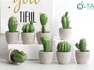 Chậu xương rồng để bàn mini số 73